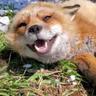 Finnegan Fox