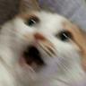 I just fucked ur cat