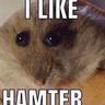 HAMTER