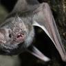 ThatFatBat