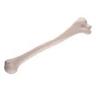 Bone