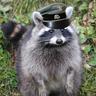 Blitzbär Heinrich.