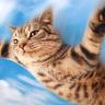 Adult Cat