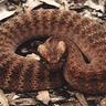 Deathadder