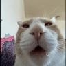 Meowing