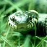 Snake in the grass