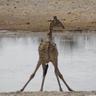 TESTOgiraffi