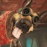 dog meat