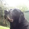 Bodgey5
