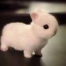 Smoll little bunny