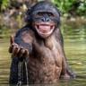 Chimp