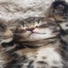 :333meooww>////< 傑爾慶我的