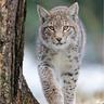 katt