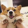 corgi