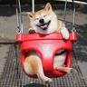 shiba(не горю)
