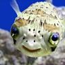 Da Fischinger