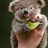 Paula The Koala