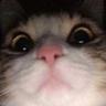 bartholomew