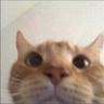 gattino