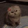 meow meow *****