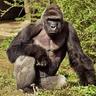 RiP Harambee