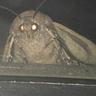 bRØTHÉR