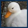 Obi Quack Kenobi