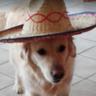 Itisye_dog