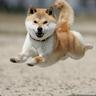 doge