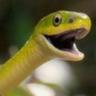 Snek4000