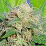 lemon haze