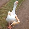 ♛patooo ♛