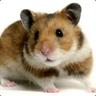 Shito