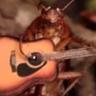 roach on da guita