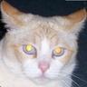PsychoFatCat