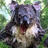 TheDropBear