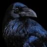 RaVeN
