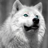 White Wolf
