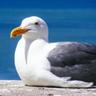 trapgoose