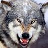 WolkodaW