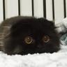 miau