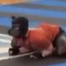 I bark for skins