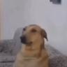 Loppe
