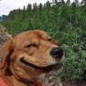 DAWG