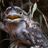 Frogmouth