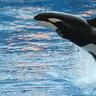 Killer Whale upgrade.gg