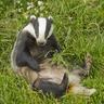Badger
