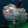MrMondfisch#Sunfish