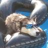 LEO MACACO