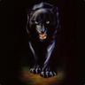 BLACK JAGUAR